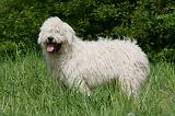 KOMONDOR 050